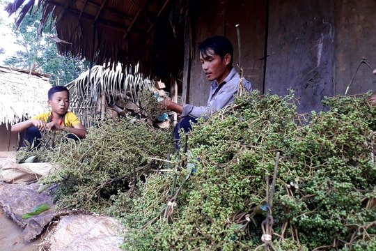 Đầu mùa hái “tiêu rừng”, người dân thu tiền triệu