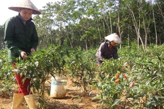 Nông dân Nghệ An trồng ớt chỉ thiên thu lãi hơn 130 triệu/ha