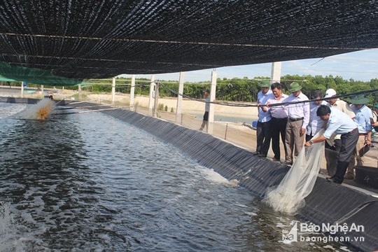 Công ty Nhật Bản khảo sát, nghiên cứu nuôi tôm công nghệ cao tại Nghệ An