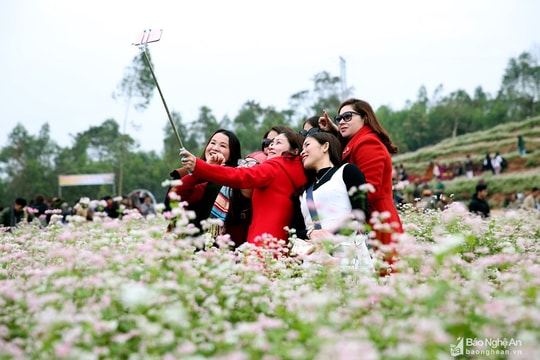 Nghệ An sẽ có tour 2 ngày 1 đêm khám phá thung lũng hoa tam giác mạch