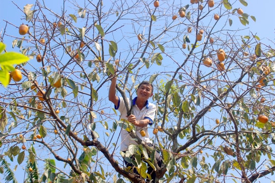 Thành phố Vinh: Triển vọng có vùng đặc sản hồng vuông
