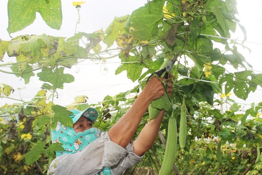 Trồng mướp hương bãi bồi sông Lam thu 10 triệu đồng/sào