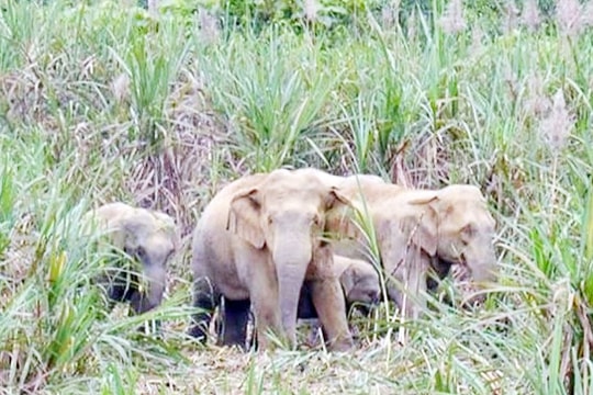 Nghệ An: Xuất hiện đàn voi rừng phá nát vườn nhà dân