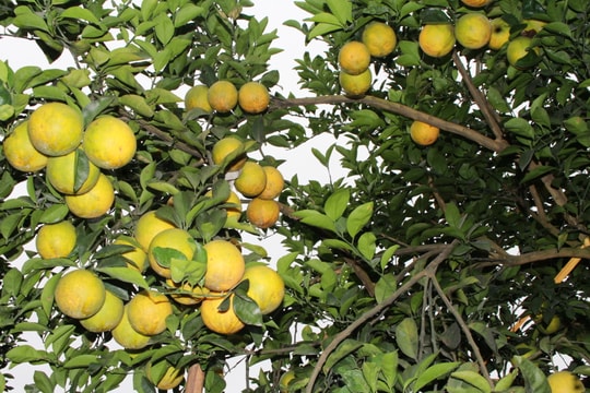 Nghệ An: Khảo sát, mở rộng chỉ dẫn địa lý cam Vinh ở 5 huyện 