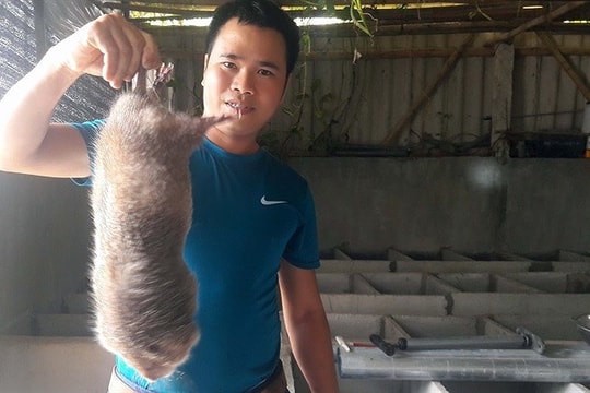 Chàng trai nuôi “chuột mốc”, đút túi cả tỷ đồng mỗi năm