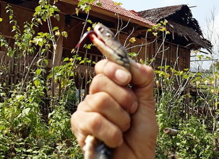 Liều mình bắt rắn hổ mang trên Quốc lộ 48C