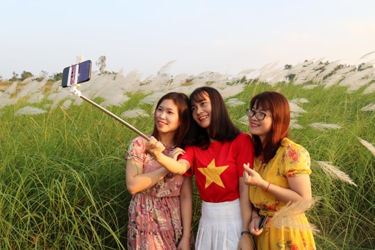 Giới trẻ đổ xô về bãi lau giữa sông Lam