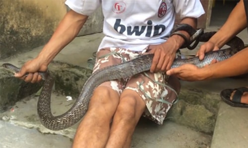 Người dân bắt sống rắn hổ mang “khủng” dài hơn 2m