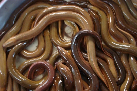 Nông dân Nghệ An nuôi lươn không bùn trong bể xi măng 