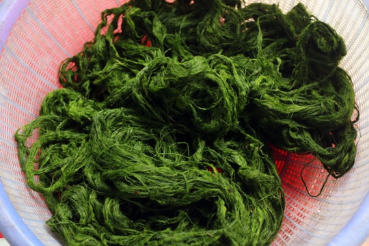 Mùa lấy rêu đá làm món ăn ở vùng cao Nghệ An