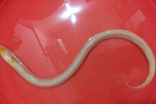 Bắt được lươn 'bạch tạng' khi tát ao được cho là cực hiếm
