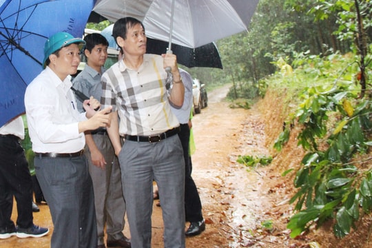 Cần định hướng rõ cây trồng ở rừng phòng hộ, rừng đặc dụng thay thế