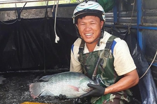 Nuôi cá cấp cho các hồ câu, thu nửa tỷ đồng mỗi năm
