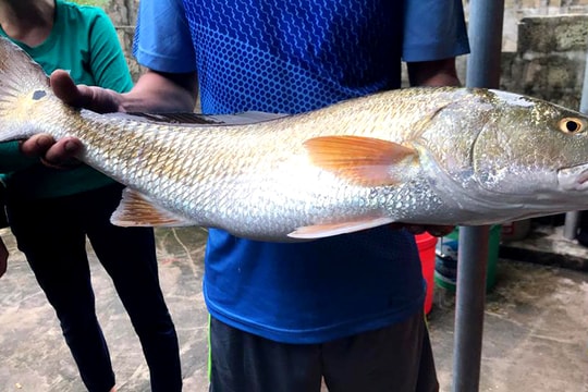 Nghệ An: Ngư dân câu được cá sủ vàng gần 5 kg