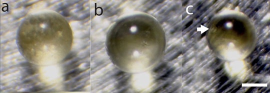 “Thủy tinh thiên thạch” nhặt ở Nam Cực đến từ Việt Nam