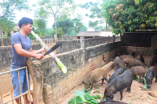 Cả làng thả nuôi lợn rừng Thái Lan, hàng năm mỗi hộ thu hàng trăm triệu đồng