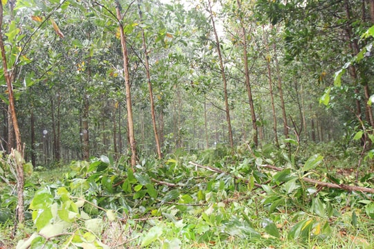 Nghệ An: Vẫn còn đơn vị chây ỳ không nộp tiền vào quỹ để trồng rừng thay thế