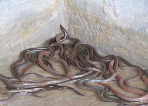 Bán trứng lươn thu lời cả trăm triệu mỗi năm