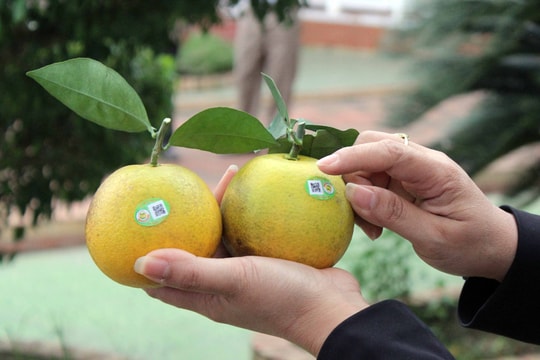 Nghệ An: Hơn 1 triệu quả cam Vinh được dán tem truy xuất nguồn gốc