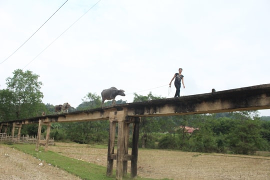 Đi qua cầu xuống cấp, rơi xuống suối tử vong