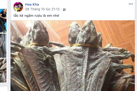 Nữ cán bộ xã ở Nghệ An lên Facebook rao bán động vật hoang dã