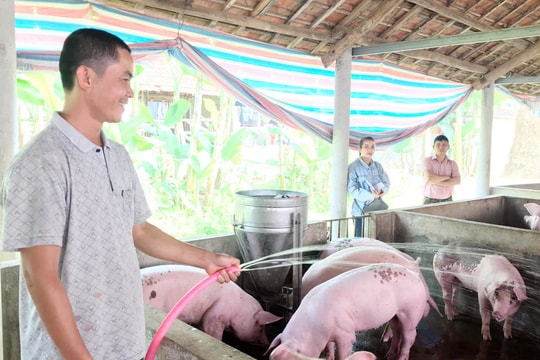 Nông dân Nghệ An làm giàu từ nuôi lợn Mỹ