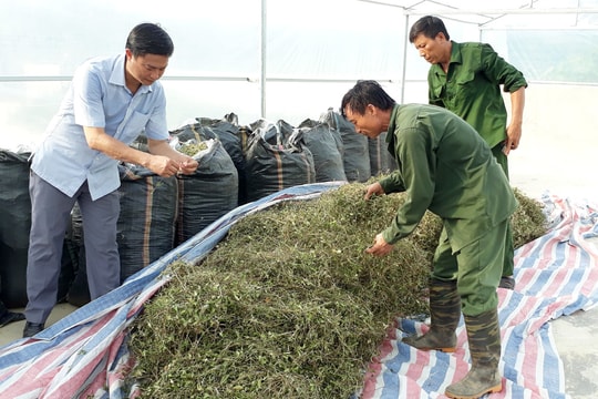 Đồng bào Thái Con Cuông trồng thêm 3ha dược liệu theo VietGAP