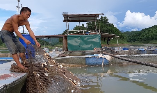Cho cá ăn tỏi, chữa được 2 bệnh, thu hàng trăm triệu đồng