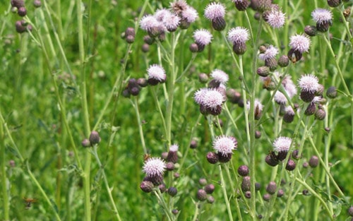 Ham rẻ, doanh nghiệp nhập hơn 877.000 tấn lúa mì nhiễm cỏ nguy hại