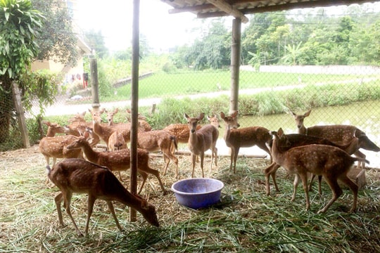 Nuôi "con đặc sản" giống hoang dã: Người giàu có, kẻ nợ đầm đìa