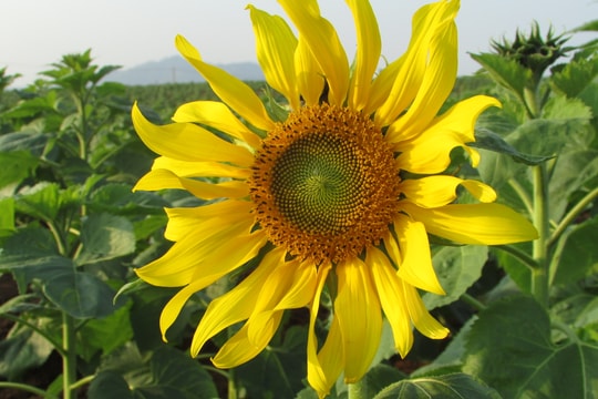 Những bông hoa đầu tiên ở cánh đồng hoa hướng dương Nghệ An đã bung nở