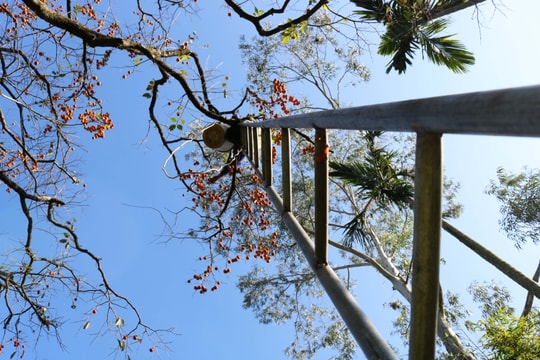 Gian nan thu hoạch hồng trăm tuổi trên dãy Đại Huệ