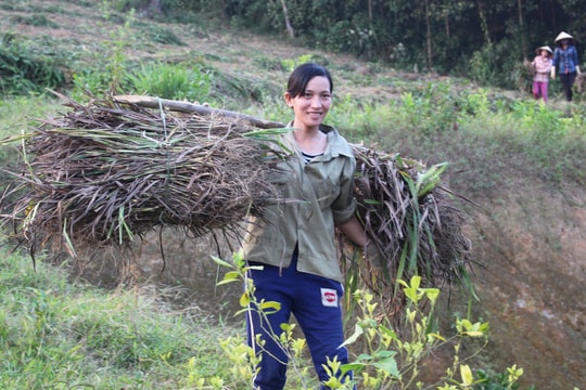 Nông dân xứ nhút phấn khởi vì “trúng” rễ hương