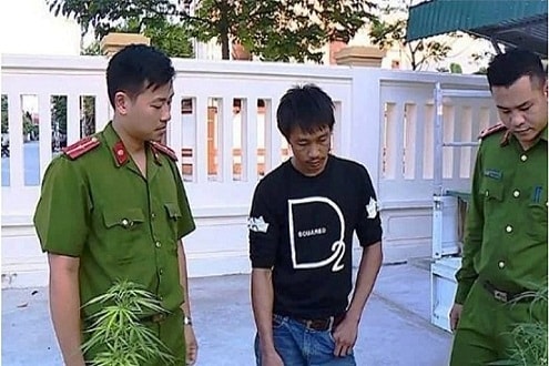 Nam thanh niên trồng cần sa tại nhà riêng để sử dụng