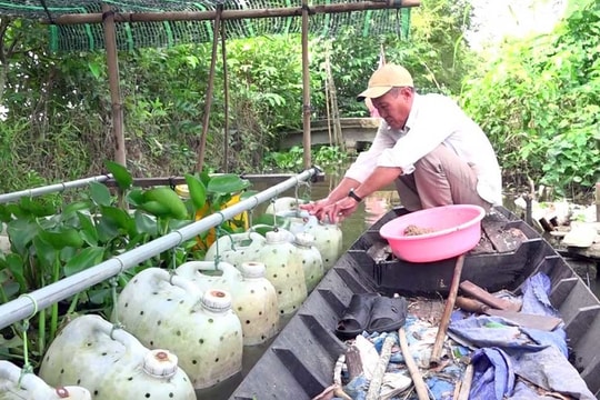 Lão nông nuôi nghìn con lươn trong can nhựa, thu lãi cao