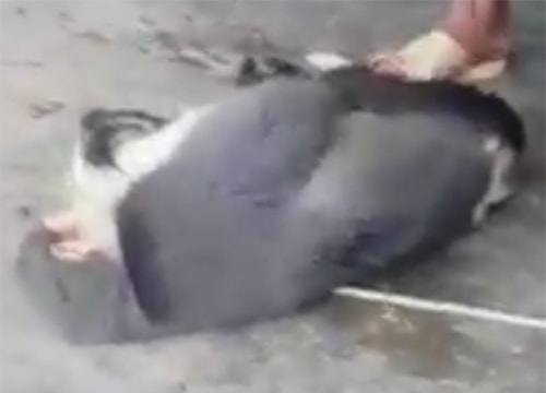 Truy tìm thanh niên người Nghệ giết voọc rồi phát trực tiếp trên Facebook