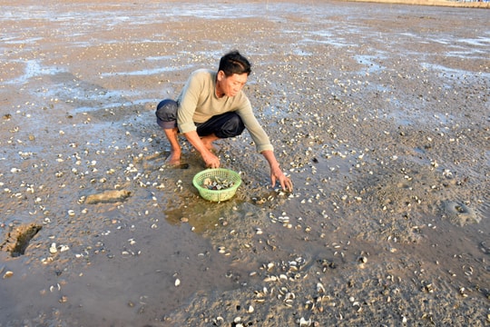 Nghệ An: Nhiều diện tích ngao, hàu chết hàng loạt