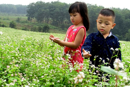 Nghệ An: Cánh đồng hoa tam giác mạch, cải trắng chớm nở đón khách du lịch 