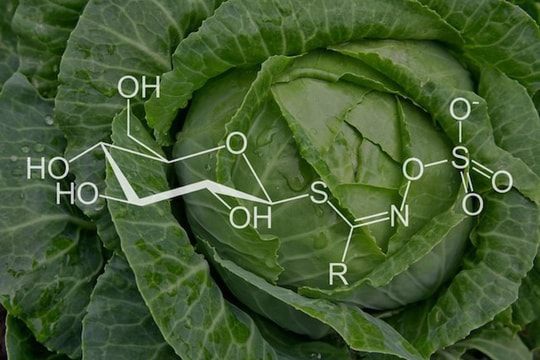 Bất ngờ với những lợi ích của bắp cải