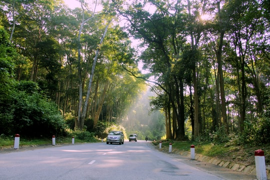 REDD+ nguồn lợi bền vững từ dịch vụ hệ sinh thái rừng