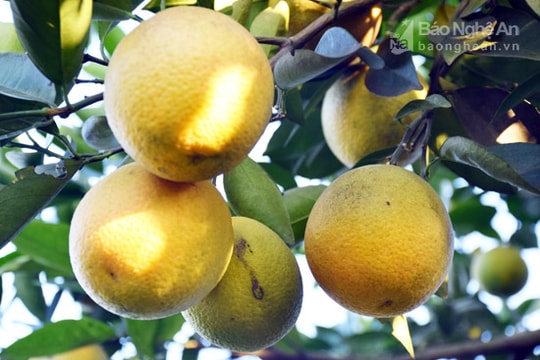 Cam sạch ở Thanh Chương "hút" người tiêu dùng