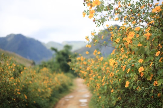 Cung đường ngập hoa dã quỳ ở Nghệ An