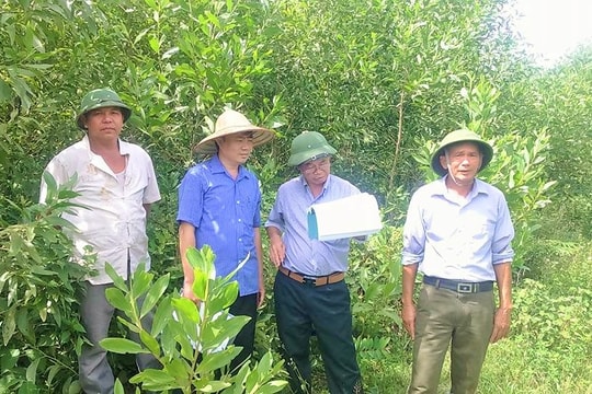   Thực hiện tốt công tác trồng rừng thay thế