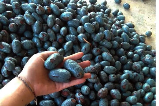 Giá quả cọ miền núi Nghệ An tăng gấp đôi, cung không đủ cầu