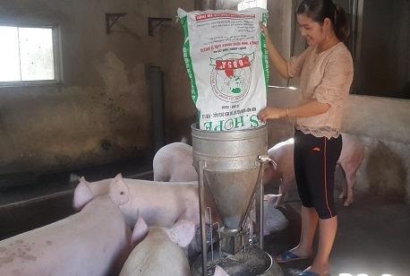 Nữ phóng viên bỏ phố về quê nuôi lợn, thả gà làm giàu