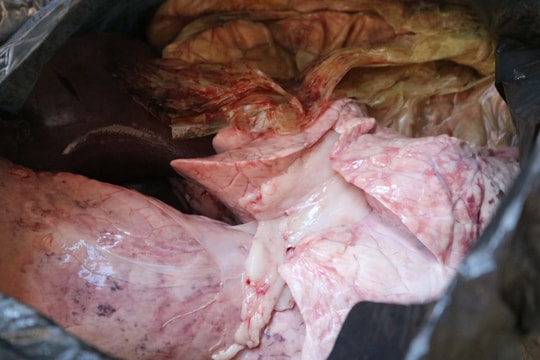 Mua nội tạng động vật hôi thối, đưa lên miền núi Nghệ An tiêu thụ