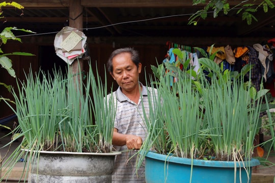 Đưa rau rẫy về vườn nhà, đồng bào Mông ở Nghệ An vẫn duy trì "vườn treo"