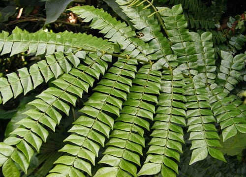 Giống cây quý trị ung thư gan được nhân giống thành công ở Việt Nam