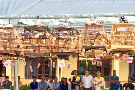 Sôi nổi “đấu trường” chim chào mào các tỉnh miền Bắc