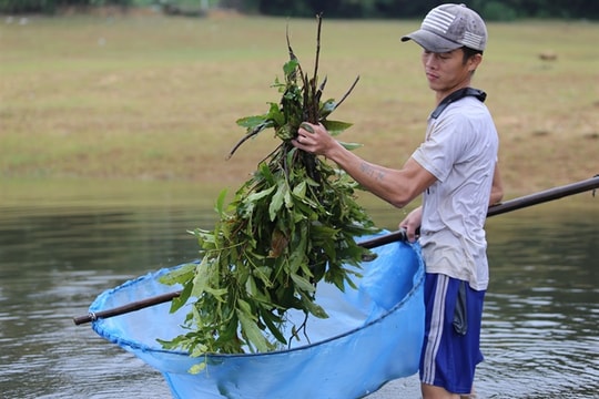 Độc chiêu thả lá cây bắt tôm tép, thu nửa triệu/ngày 